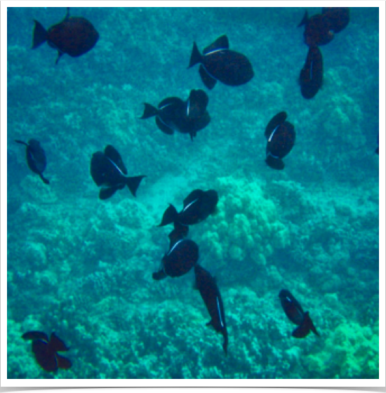 Schooling Black Triggerfish (Melichthys niger) - called Humuhumu'ele'ele in Hawaiian,